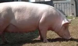 母猪交配视频,繁殖奥秘一窥究竟