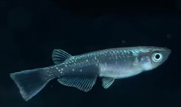 青鳉鱼,探寻青鳉鱼的生态奥秘与观赏价值